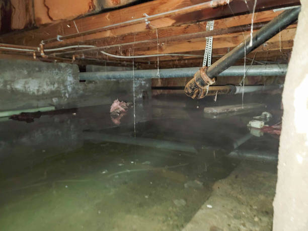 Best Professional water damage repair  in Ansted, WV